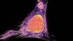 nanolive live cell imaging