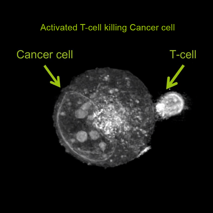 Nanolive - Immuno-Oncology