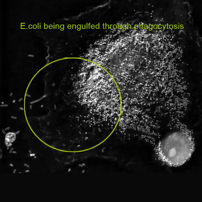 Nanolive - Macrophages - The Big Eaters