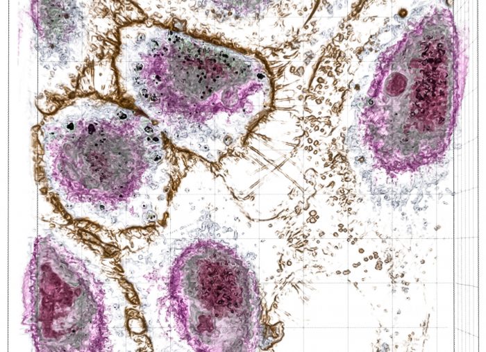 Researchers Investigate the Toxicity of Nanoparticles Using Tomographic Microscopy