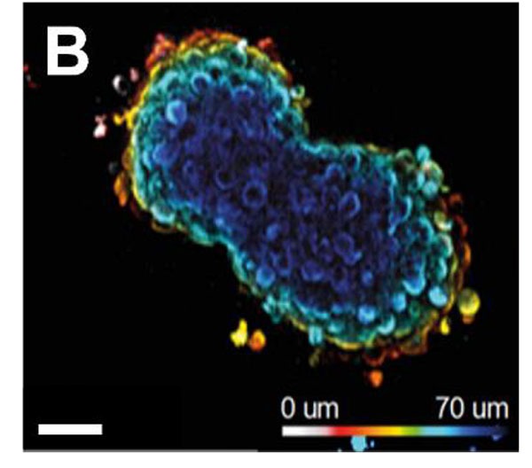 Spatially Organised and Reproducible Spheroid Formation using PRIMO Contactless Photopatterning System