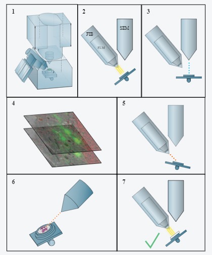 Delmic Meteor 7 step simplified workflow