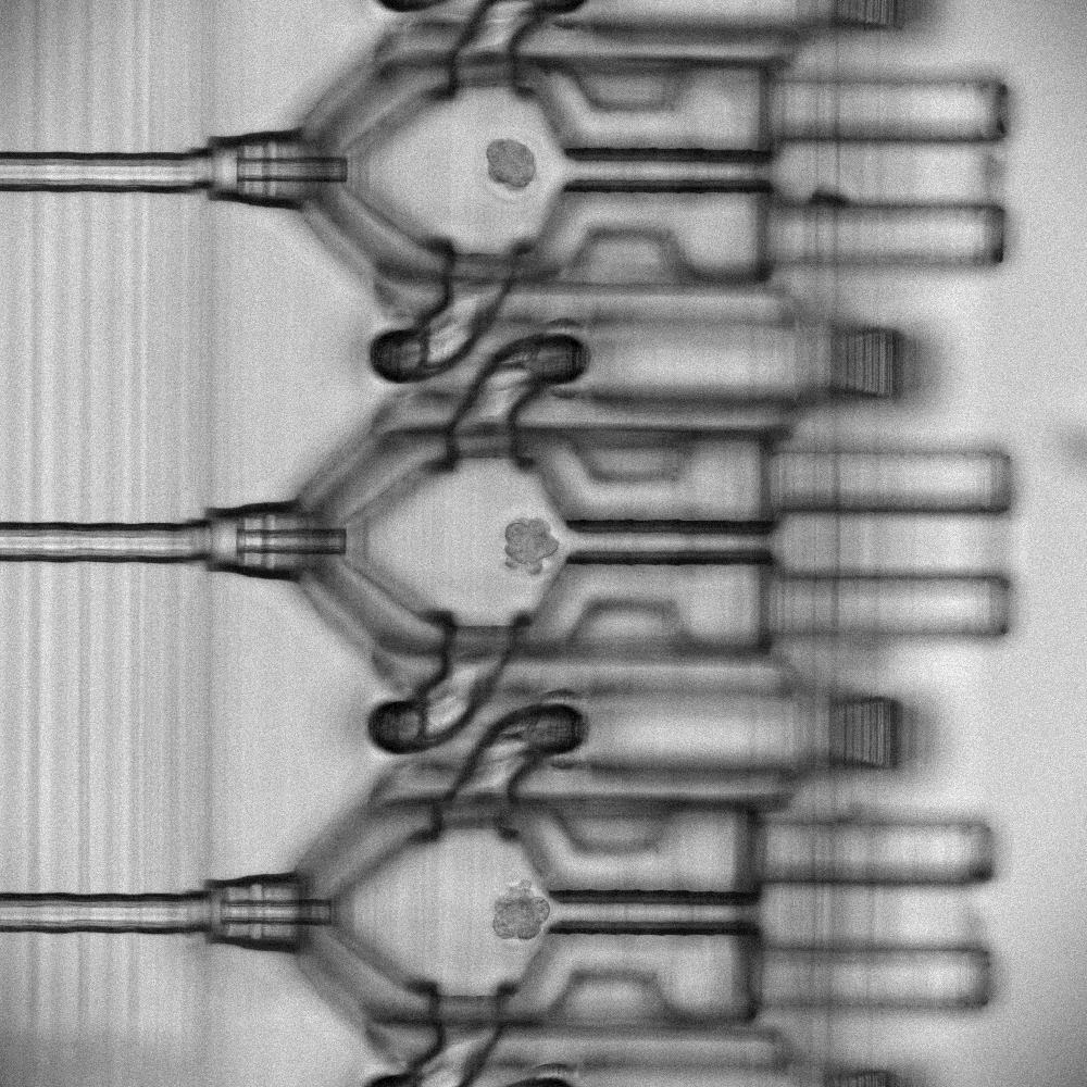 IVF embryo inside a Fertilis chip fabricated using 3D printing, designed to mimic conditions inside the human body.