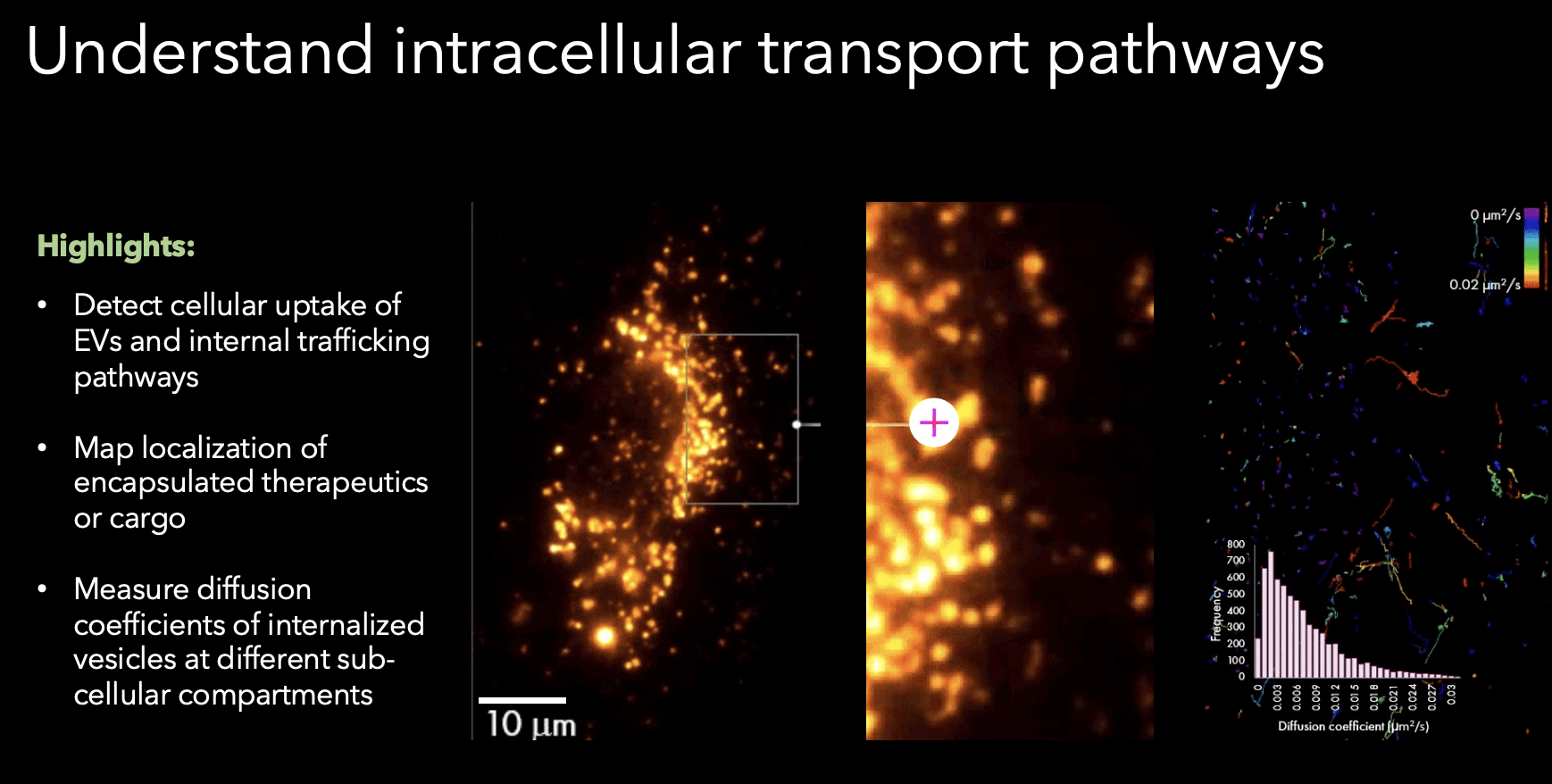 Tracking of extracellular vesicles EVs NHS-AF488 within a human umbilical vein endothelial cell. Sample from Prof. Christopher Gregory, University of Edinburgh.