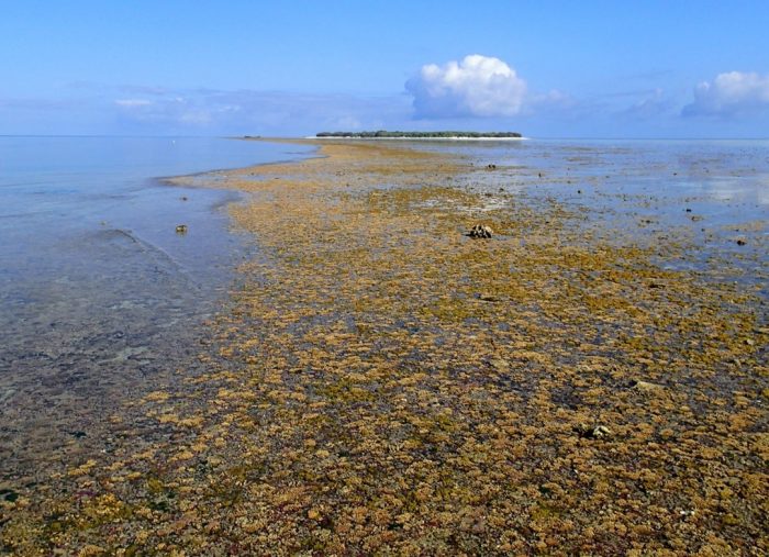 Investigating Processes Surrounding Coral Reef Stabilisation using Automated Mineralogy