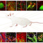 WEBINAR – Introduction and Applications of Intravital Microscopy