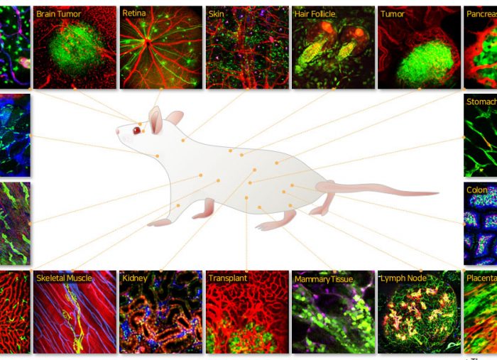 WEBINAR – Introduction and Applications of Intravital Microscopy