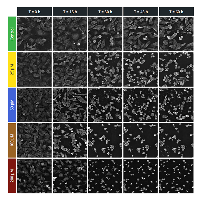 Calculating Accurate Kinetic EC50 Values Using Label-Free Live Cell Imaging