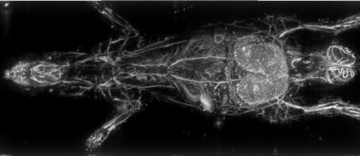 Rat imaged using the 3D Photoacoustic Imager featuring advanced Photoacoustic Imaging Technology