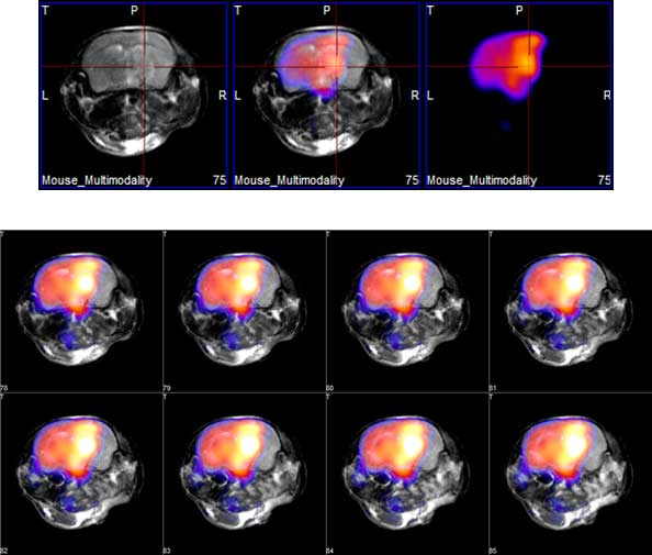 Preclinical MRI imaging with PET - multimodal imaging