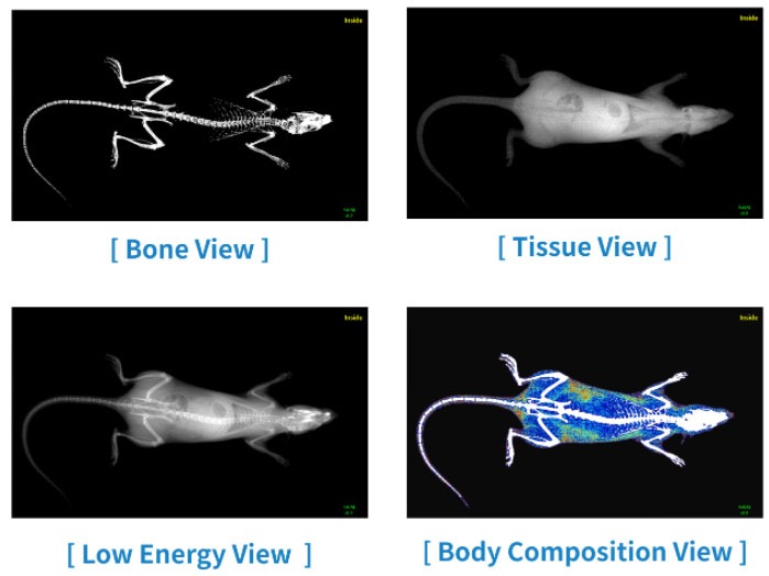 medikors inalyzer body composition analyser - analysis views