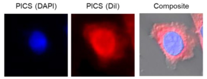 Phi Optics Phase Imaging with Computational Specificity (PICS) human epithelial cells
