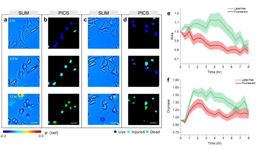 SLIM images assessing cell viability