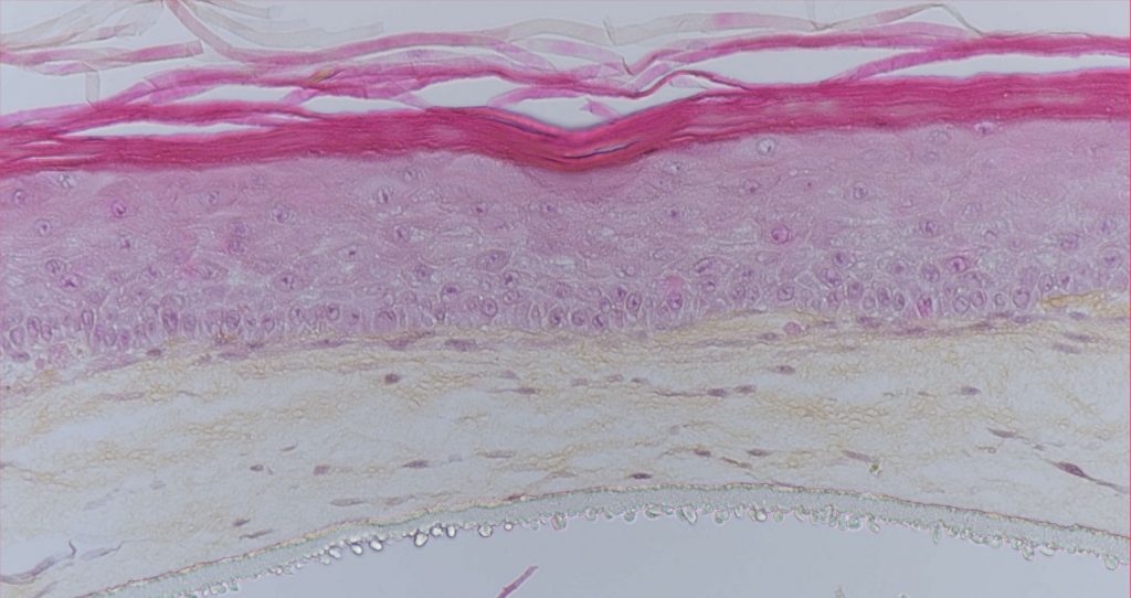 HES staining of Poieskin® skin model at D12 Air-Liquid interface