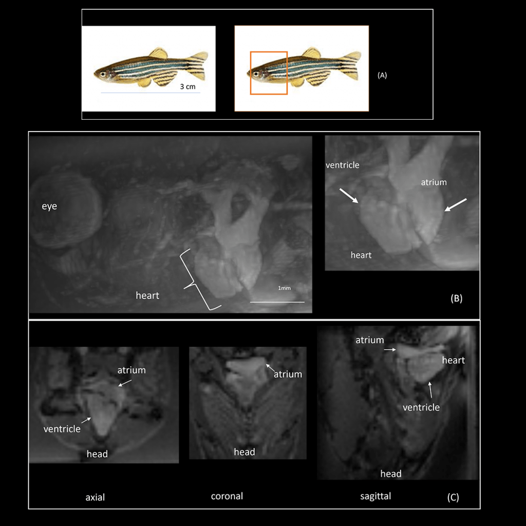 MRI of Zebrafish performed by researchers at Victor Chang Cardiac Research Institite using a MR Solutions 7T MRI