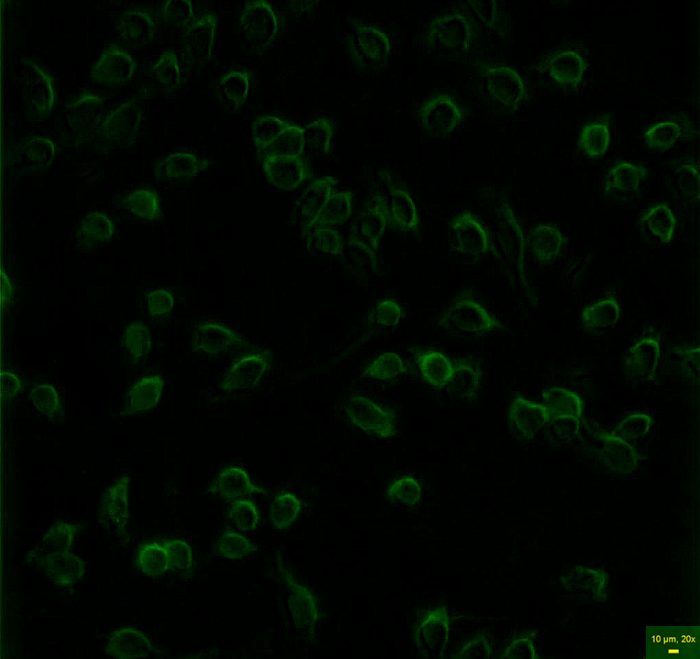Fluorescent imaging of SARS-Cov-2 using the Etaluma Lumascope LS620 