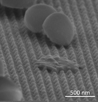 Figure 4. SEM image of S.aureus (left) and P.aeruginosa (right) interaction with fabricated nanopillars in tilt angle 45 degree based on design Ø70 nm, centre to centre distance of 160 nm and final geometry with base diameter 94.4 ± 6 nm, spike diameter 12.6 ± 2 nm, centre to centre distance 165.8 ± 5.6 nm and aspect ratio 2.16.