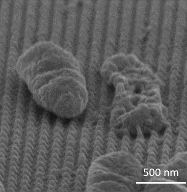 Figure 4. SEM image of S.aureus (left) and P.aeruginosa (right) interaction with fabricated nanopillars in tilt angle 45 degree based on design Ø70 nm, centre to centre distance of 160 nm and final geometry with base diameter 94.4 ± 6 nm, spike diameter 12.6 ± 2 nm, centre to centre distance 165.8 ± 5.6 nm and aspect ratio 2.16.