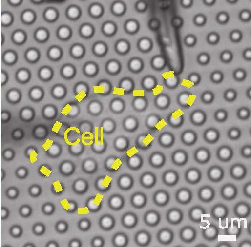 Kleindiek Nanomanipulator Enables UNSW Researchers to Probe the Inner Workings of Cells