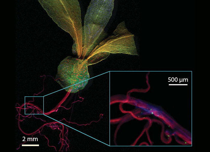 Analysis of Trace Elemental Distribution in Plant Specimens