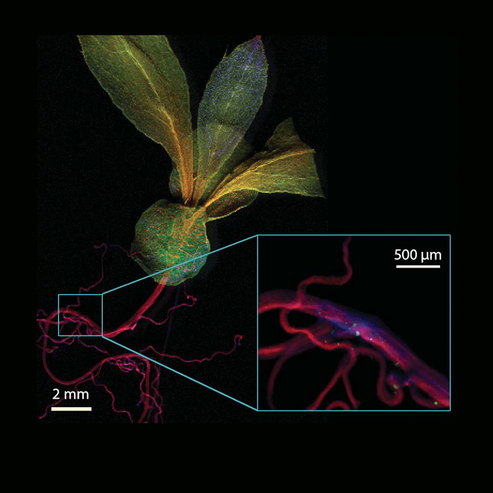 Analysis of Trace Elemental Distribution in Plant Specimens